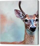 Buck Deer Portrait Canvas Print