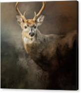 Buck In The Moonlight Canvas Print