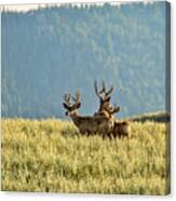 Buck Mule Deer In Velvet Canvas Print