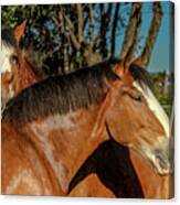 Budweiser Clydesdales Canvas Print