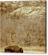 Buffalo And Rocks Canvas Print