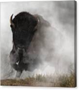 Buffalo Emerging From The Fog Canvas Print