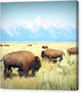 Buffalo Roam, Smokey Grand Tetons, Wyoming Canvas Print