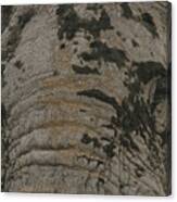Bull Elephant Close-up Canvas Print