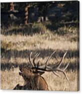 Bull Elk Bugle Canvas Print