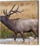 Bull Elk In Yellowstone Canvas Print
