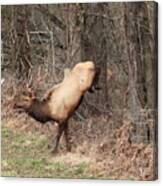 Bull Elk Jumping Fence Canvas Print