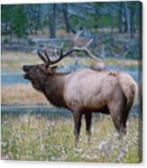 Bull Elk Next To River Canvas Print