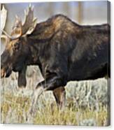 Bull Moose Crossing The Sage Canvas Print