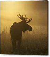 Bull Moose In Fog Canvas Print