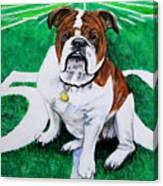 Bulldog At The Fifty Yard Line Canvas Print