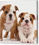 Bulldog Puppies Canvas Print