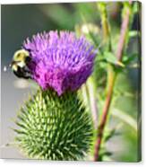 Bumble Bee And Purple Thistle Canvas Print