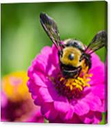Bumble Bee Macro Image Canvas Print