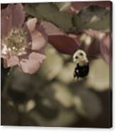 Bumblebee Flying To Country Rose In Toasted Spice And Sepia Tones Canvas Print