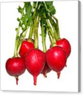 Bunch Of Radishes Canvas Print