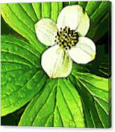 Bunchberry Blossom Canvas Print