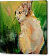 Bunny Hiding Canvas Print
