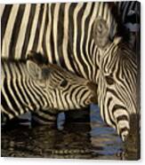 Burchells Zebra Foal Nuzzling Canvas Print