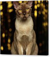Burmese Cat Sits On New Year Background Canvas Print