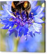 Busy Little Bee Canvas Print