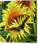 Butterflies And Sunflowers Canvas Print