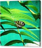 Butterfly 002 Canvas Print