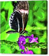 Butterfly 5 Canvas Print