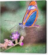 Butterfly #7 Canvas Print