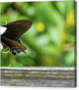 Butterfly And Bee Canvas Print