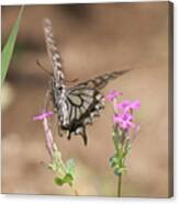 Butterfly And Flower Canvas Print