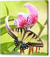 Butterfly And Lily Canvas Print