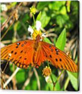 Butterfly At Canaveral National Seashore Canvas Print