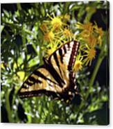 Butterfly At Wilson Creek #4 Canvas Print