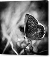 Butterfly In Black And White Canvas Print