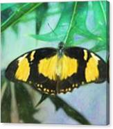 Butterfly In Colored Pencil Canvas Print
