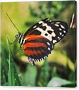 #butterfly #insect #bug #outdoors Canvas Print