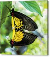 Butterfly Mating Canvas Print