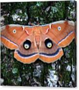 Butterfly Moth Canvas Print