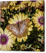 Butterfly On Blossoms Canvas Print