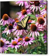 Butterfly On Coneflowers Canvas Print