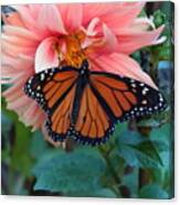 Butterfly On Dahlia Canvas Print