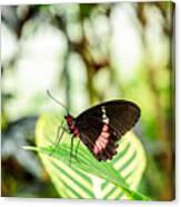Butterfly On Leaf Canvas Print
