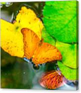 Butterfly On Lilies Canvas Print