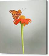 Butterfly On Orange Flower Canvas Print