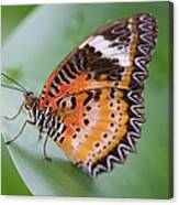 Butterfly On The Edge Of Leaf Canvas Print