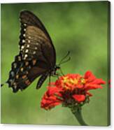 Butterfly On Zinnia Canvas Print