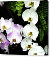 Butterfly Orchids 1 Canvas Print