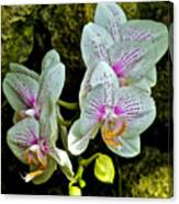 Butterfly Orchids Canvas Print