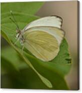 Butterfly Profile Canvas Print